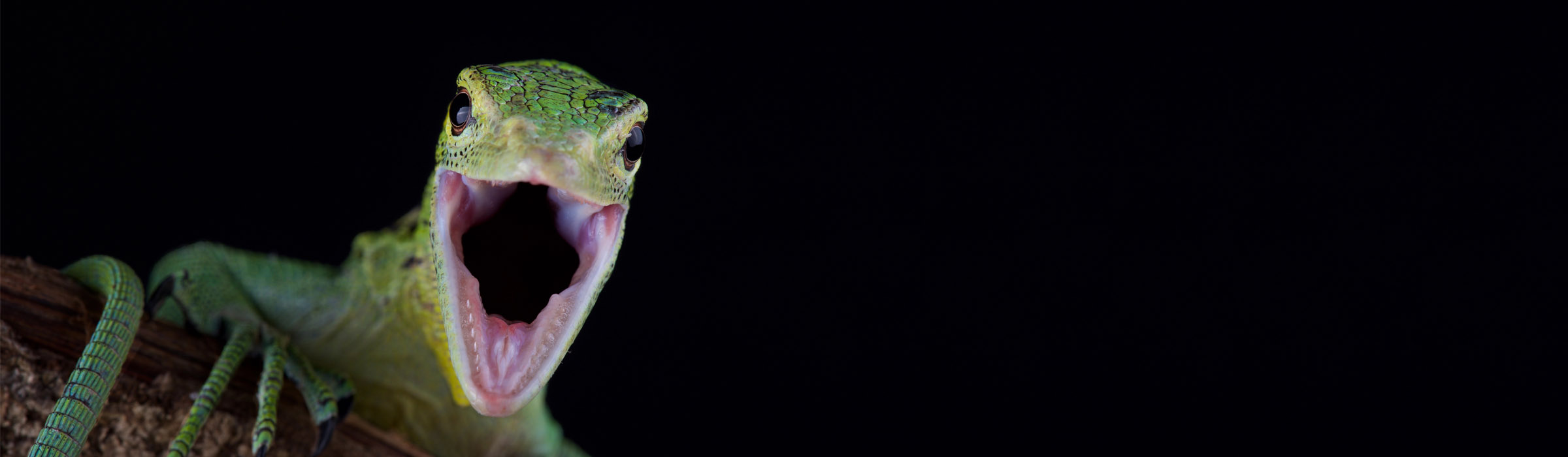 Green Tree Monitors at The Niabi Zoo really enjoy their Dominion Hemp bedding!