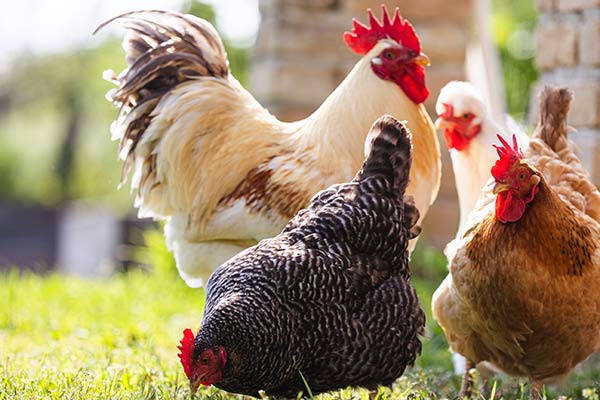 Dominion Hemp is used with Chickens