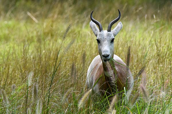 Dominion Hemp is used with Gazelle