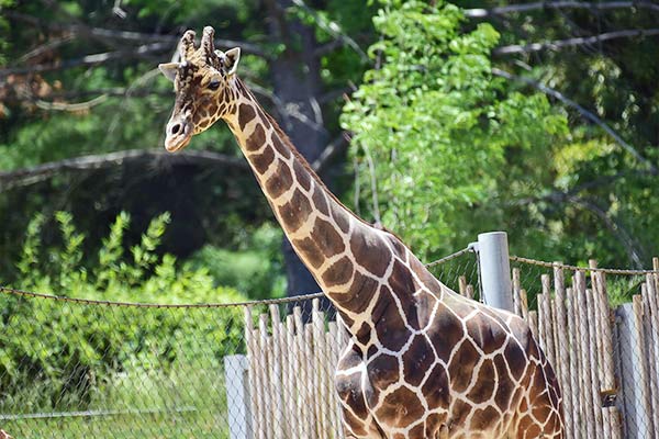 Dominion Hemp is used with Giraffe