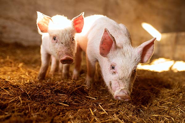 Dominion Hemp is used with Pigs