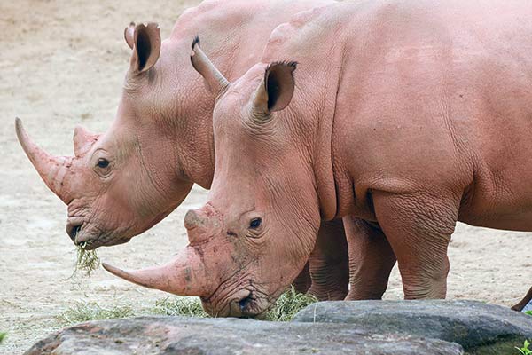 Dominion Hemp is used with Rhinos