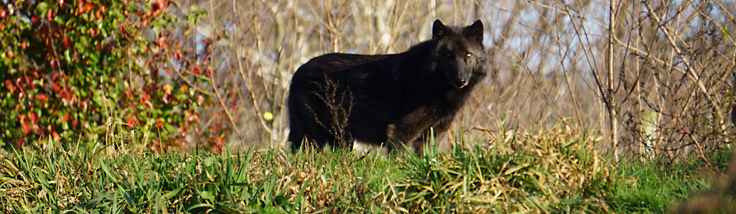 A wolf from Wolf Sanctuary of PA eyes the camera